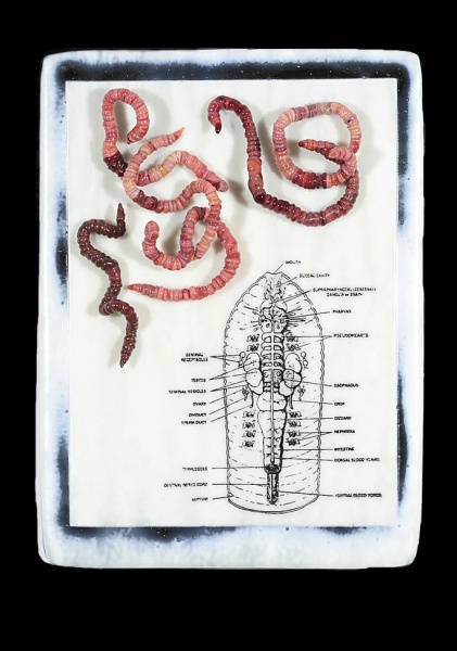 Worms